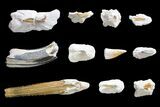 Miocene, Bone Valley Fossil Lot - Florida #137354-2